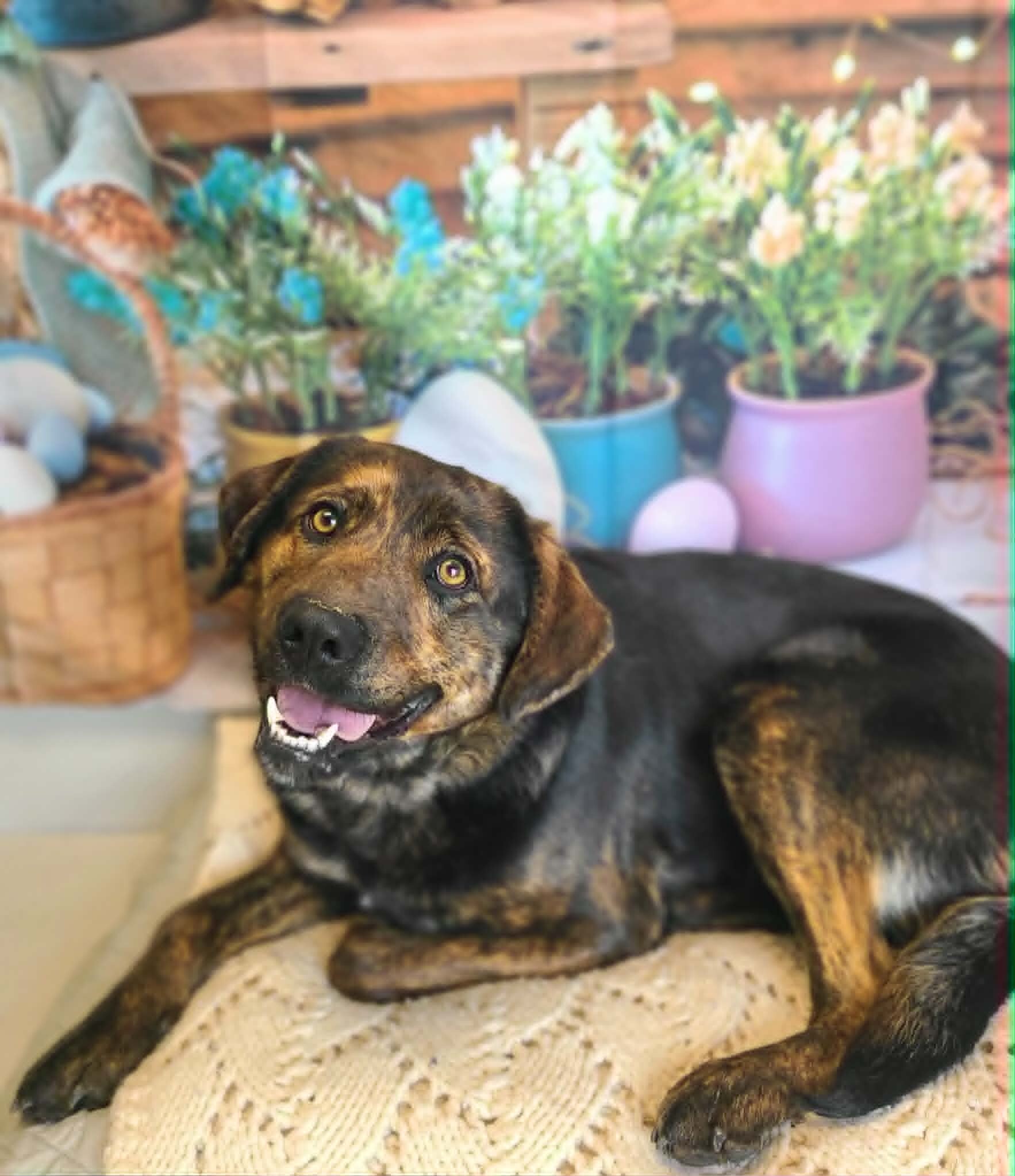 Picture of the Animal Listed